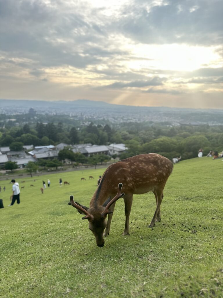 Top Things to Do in Hiroshima & Kyoto in 2025 Nara