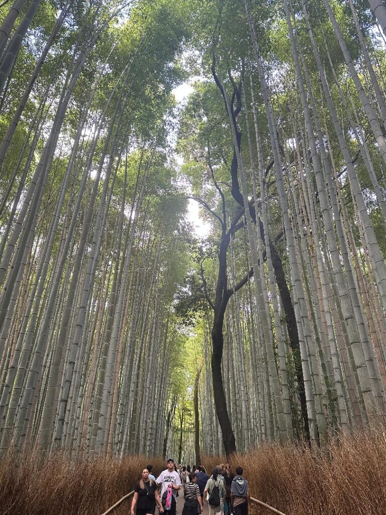Top Things to Do in Hiroshima & Kyoto in 2025 Arashiyama
